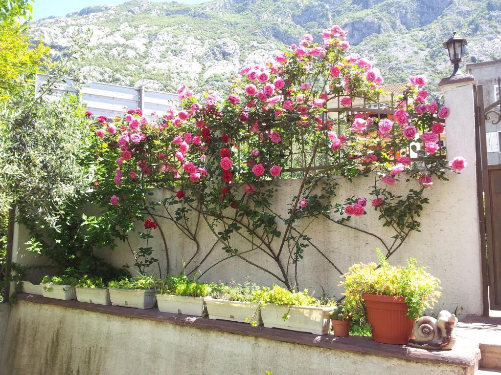Apartments Popovic 2 Kotor Eksteriør billede